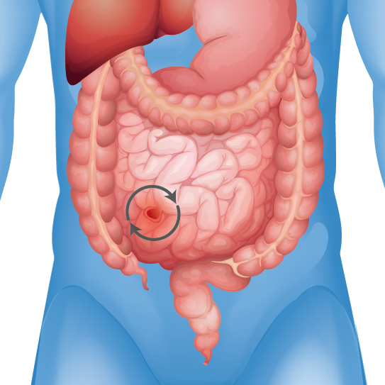 Human digestive system illustration