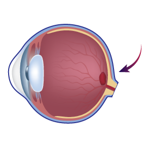 Human eye illustration