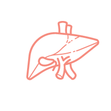 Illustration of a human liver