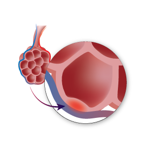 Close u photo of an alveoli