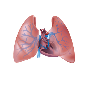 Illustration of a heart and lungs